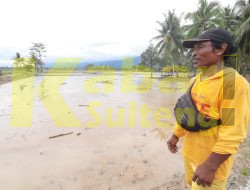 103 Hektare Tambak Milik Warga Gagal Panen Akibat Banjir Torue Parimo