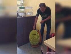 Fakta Pengendara Bawa Durian Super Jumbo di Kebun Kopi