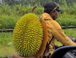 Melintas di Kebun Kopi, Bapak-bapak Bonceng Durian Ukuran Besar Viral di Medsos