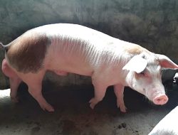 Virus Flu Babi Sudah Terdeteksi di Morowali dan Poso, Ini Kata Disbunnak Sulteng